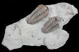 Bargain, Two Flexicalymene Trilobites - Ohio #74720-1